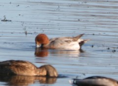 Mareca penelope