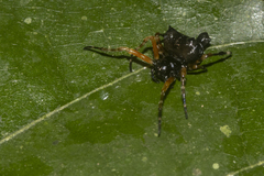 Witica crassicauda