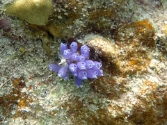 Clavelina puertosecensis