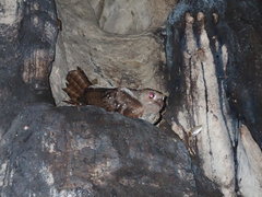 Steatornis caripensis