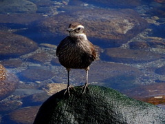Cinclodes patagonicus