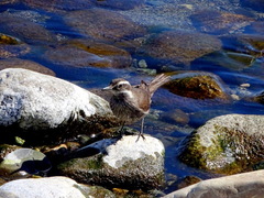 Cinclodes patagonicus