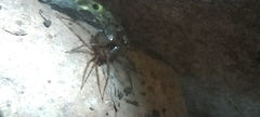 Tegenaria