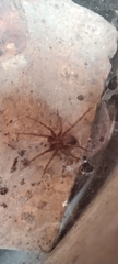 Tegenaria