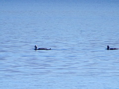 Tachyeres patachonicus