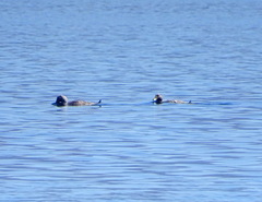 Tachyeres patachonicus