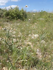 Tyrimnus leucographus