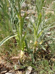 Tyrimnus leucographus