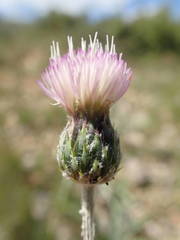 Tyrimnus leucographus