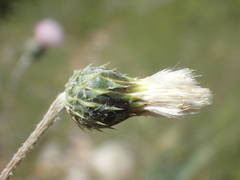 Tyrimnus leucographus