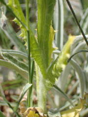 Tyrimnus leucographus