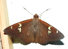 Euriphellus euribates