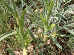 Tyrimnus leucographus