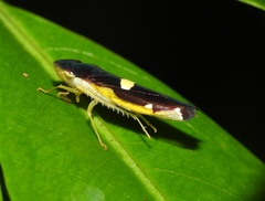 Baleja marginula