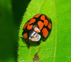 Botanochara sedecimpustulata