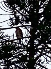 Buteo jamaicensis