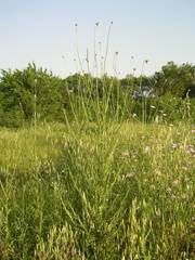 Tyrimnus leucographus