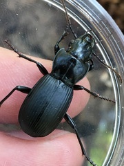 Pterostichus lama