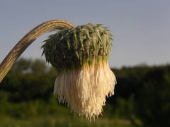 Tyrimnus leucographus