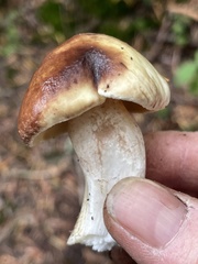 Suillus punctatipes