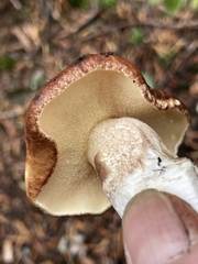 Suillus punctatipes