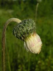 Tyrimnus leucographus