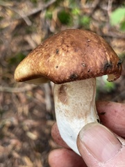 Suillus punctatipes