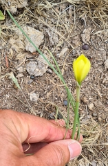 Zephyranthes filifolia