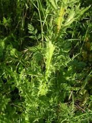 Tyrimnus leucographus