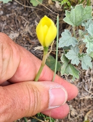 Zephyranthes filifolia