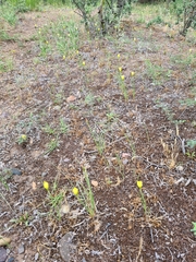 Zephyranthes filifolia