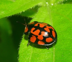Botanochara sedecimpustulata