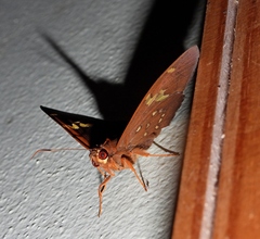 Euriphellus euribates