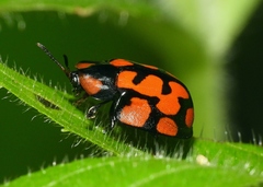 Botanochara sedecimpustulata