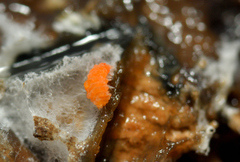 Bilobella aurantiaca