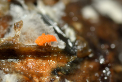 Bilobella aurantiaca