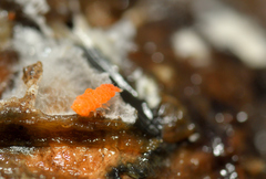 Bilobella aurantiaca