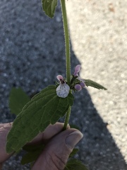 Stachys rigida