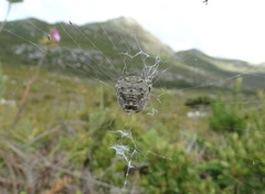 Caerostris sexcuspidata