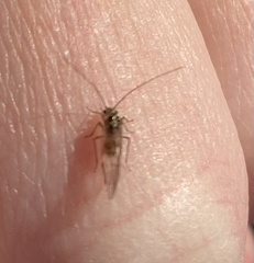 Teliapsocus
