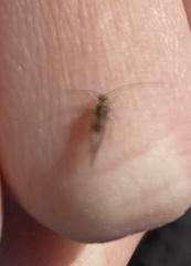 Teliapsocus