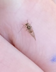 Teliapsocus