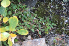 Dryas sumneviczii