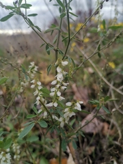 Melilotus albus