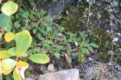 Dryas sumneviczii