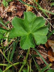 Alchemilla strigosula