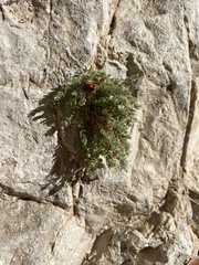 Galium correllii