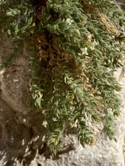 Galium correllii