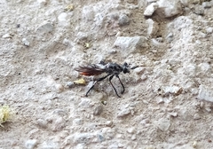 Andrenosomatini