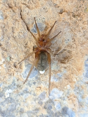 Pterotricha simoni